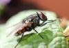 Musca sp.